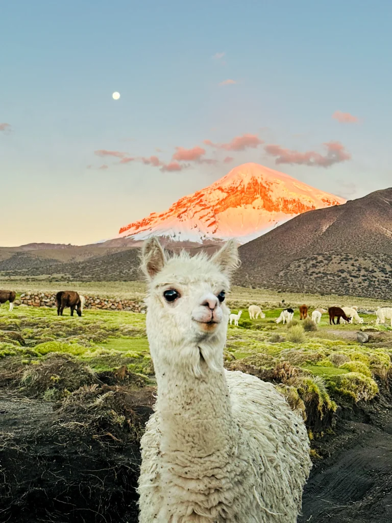 Les 10 animaux Incroyables à observer en Bolivie